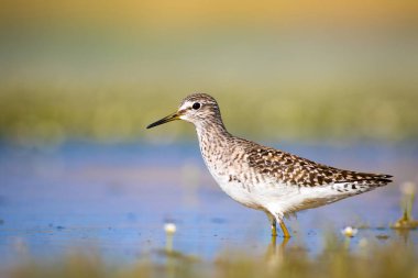 Sevimli su kuşu Wood Sandpiper. Su doğa arka plan. Kuş: Tringa parlama. 