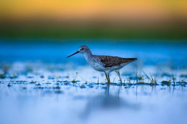 Sevimli su kuşu Wood Sandpiper. Su doğa arka plan. Kuş: Tringa parlama. 