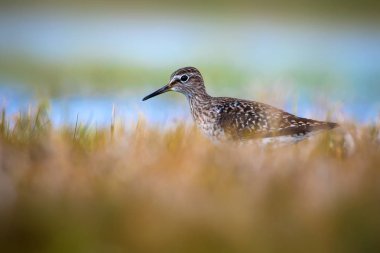 Sevimli su kuşu Wood Sandpiper. Su doğa arka plan. Kuş: Tringa parlama. 