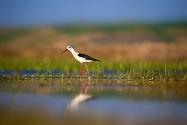 Doğa ve kuş. Doğa habitat arka plan.