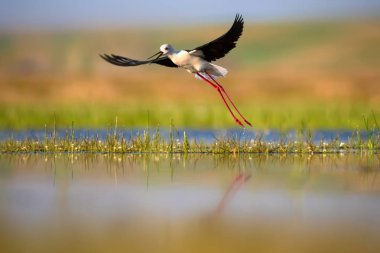 Doğa ve kuş. Doğa habitat arka plan.