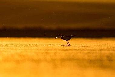 Gün batımı ve kuş. Kuş silueti. Gün batımı doğa arka plan.