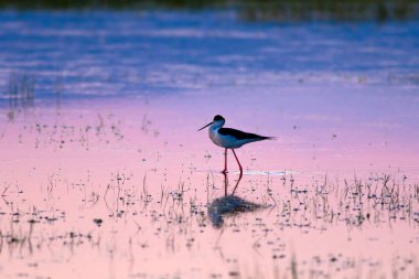 Gün batımı ve kuş. Kuş silueti. Gün batımı doğa arka plan.
