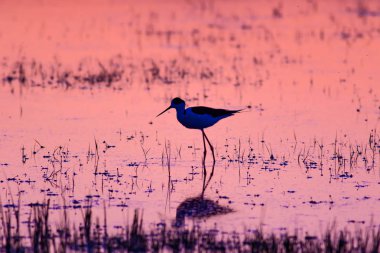 Gün batımı ve kuş. Kuş silueti. Gün batımı doğa arka plan.