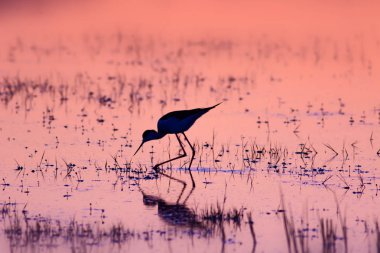 Gün batımı ve kuş. Kuş silueti. Gün batımı doğa arka plan.