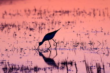 Gün batımı ve kuş. Kuş silueti. Gün batımı doğa arka plan.