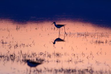 Gün batımı ve kuş. Kuş silueti. Gün batımı doğa arka plan.