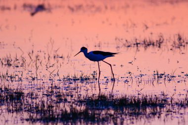 Gün batımı ve kuş. Kuş silueti. Gün batımı doğa arka plan.