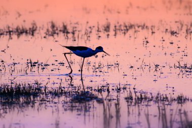 Gün batımı ve kuş. Kuş silueti. Gün batımı doğa arka plan.