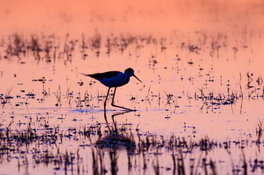 Gün batımı ve kuş. Kuş silueti. Gün batımı doğa arka plan.