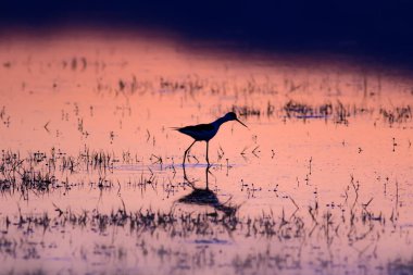 Gün batımı ve kuş. Kuş silueti. Gün batımı doğa arka plan.