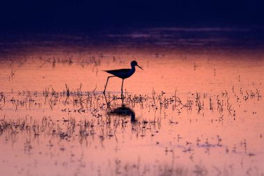 Gün batımı ve kuş. Kuş silueti. Gün batımı doğa arka plan.