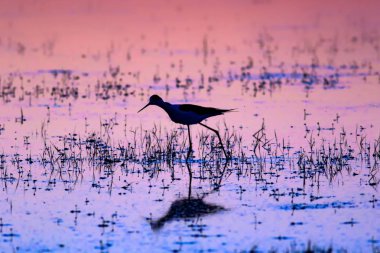Gün batımı ve kuş. Kuş silueti. Gün batımı doğa arka plan.