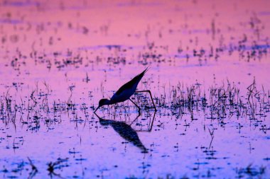 Gün batımı ve kuş. Kuş silueti. Gün batımı doğa arka plan.
