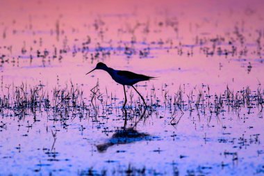 Gün batımı ve kuş. Kuş silueti. Gün batımı doğa arka plan.