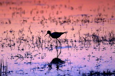 Gün batımı ve kuş. Kuş silueti. Gün batımı doğa arka plan.