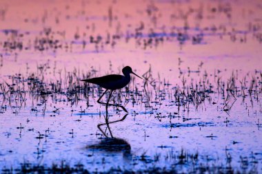 Gün batımı ve kuş. Kuş silueti. Gün batımı doğa arka plan.