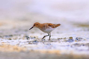 Su kuşu Broad faturalı Sandpiper. Limicola falcinellus. Su arka planı.