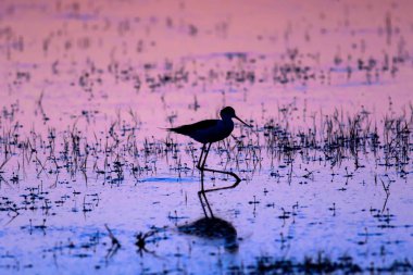Gün batımı ve kuş. Kuş silueti. Gün batımı doğa arka plan.