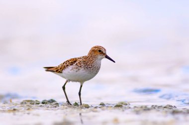 Su kuşu Broad faturalı Sandpiper. Limicola falcinellus. Su arka planı.