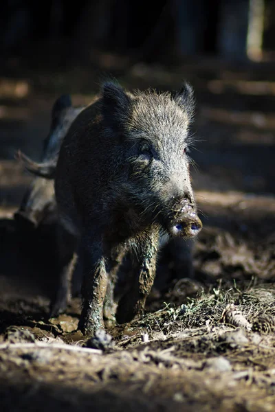 Wild Boar Forest Nature Habitat Background — Stock Photo, Image