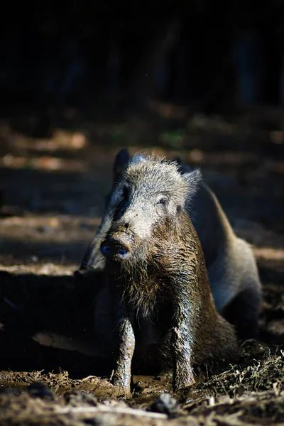 Wild Boar Forest Nature Habitat Background — Stock Photo, Image