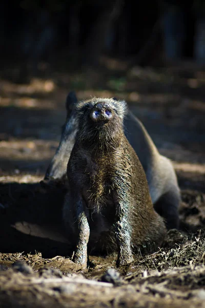 Jabalí Salvaje Bosque Naturaleza Hábitat Fondo — Foto de Stock