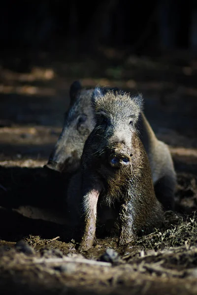 Babi Hutan Latar Belakang Habitat Alam Hutan — Stok Foto