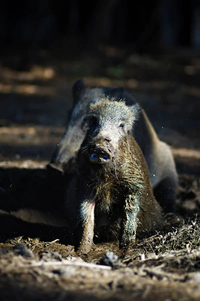 Babi Hutan Latar Belakang Habitat Alam Hutan — Stok Foto