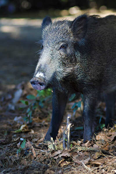 Wild boar. Forest nature habitat background.