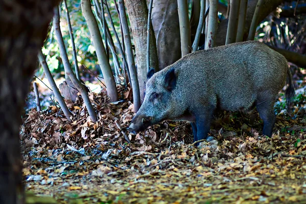 Wild Boar Forest Nature Habitat Background — Stock Photo, Image