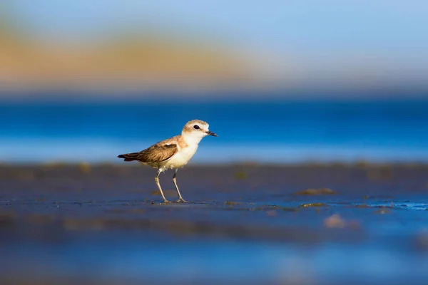 Niedlicher Kleiner Wasservogel Natur Hintergrund Gewöhnlicher Wasservogel Flussregenpfeifer Scharadrius Alexandrinus — Stockfoto