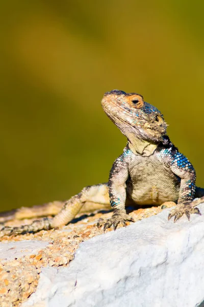 Chameleon Green Nature Habitat Background — Stock Photo, Image