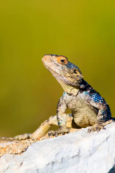 Chameleon Green Nature Habitat Background — Stock Photo, Image