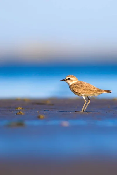 Söt Liten Vattenfågel Naturbakgrund Vanlig Vattenfågel Kentish Plover Karadrius Alexandrinus — Stockfoto