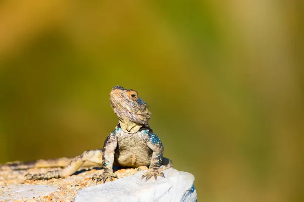 Colorful Lizard Rock Green Nature Background — Stock Photo, Image