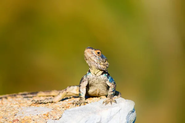 Colorful Lizard Rock Green Nature Background — Stock Photo, Image