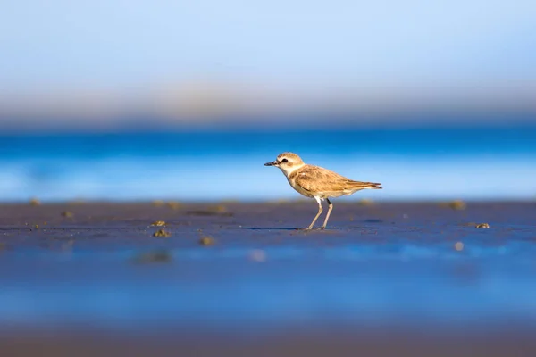 Маленький Водяний Птах Походження Природи Список Викопних Птахів Kentish Plover — стокове фото