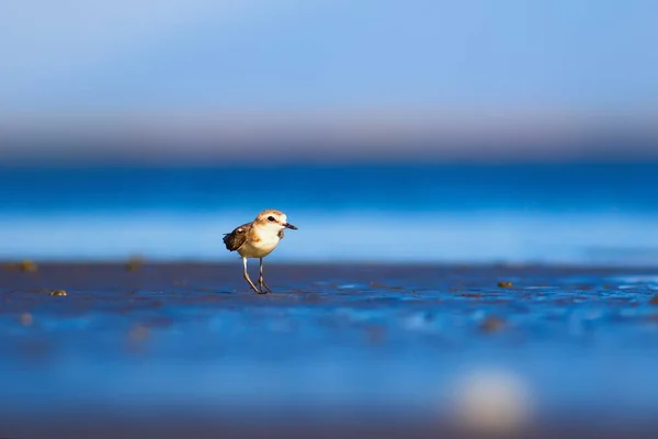 Schattig Watervogeltje Natuur Achtergrond Gewone Watervogel Kentish Plover Karadrius Alexandrinus — Stockfoto