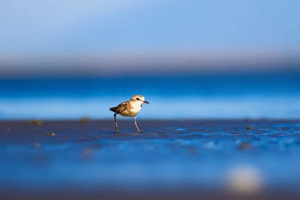 Милая Маленькая Птичка Природа Обычная Водоплавающая Птица Кентиш Пловер Харадрий — стоковое фото