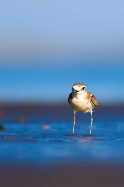 Aranyos Kis Vízi Madár Természet Háttér Közönséges Vízimadár Kentish Plover — Stock Fotó