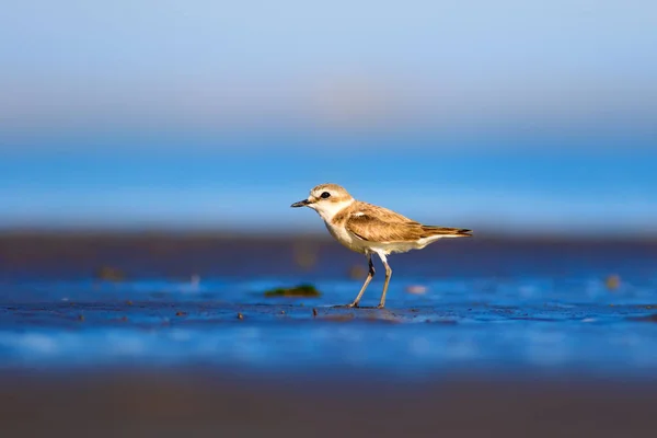 Lindo Pajarito Fondo Naturaleza Aves Acuáticas Comunes Kentish Plover Charadrius —  Fotos de Stock