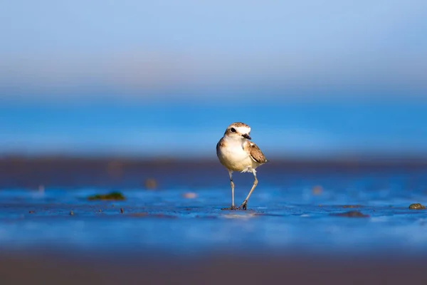 Carino Uccellino Acquatico Sfondo Naturale Uccello Acqua Comune Kentish Plover — Foto Stock