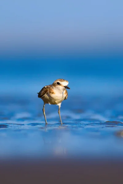 Niedlicher Kleiner Wasservogel Natur Hintergrund Gewöhnlicher Wasservogel Flussregenpfeifer Scharadrius Alexandrinus — Stockfoto