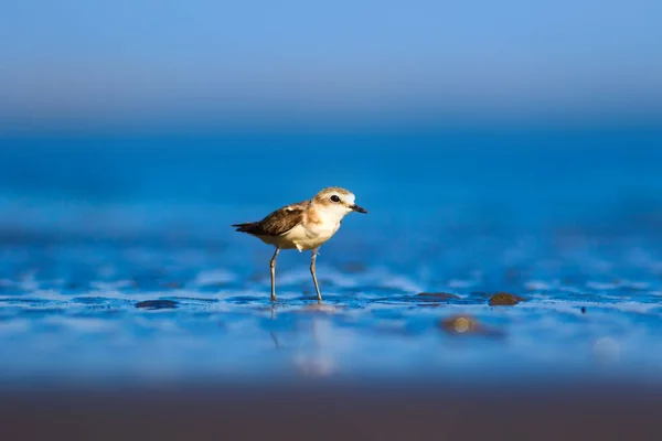 かわいい水の鳥 自然を背景に 一般的な水の鳥 Kentish Plover チャラドリウス アレクサンドリヌス — ストック写真