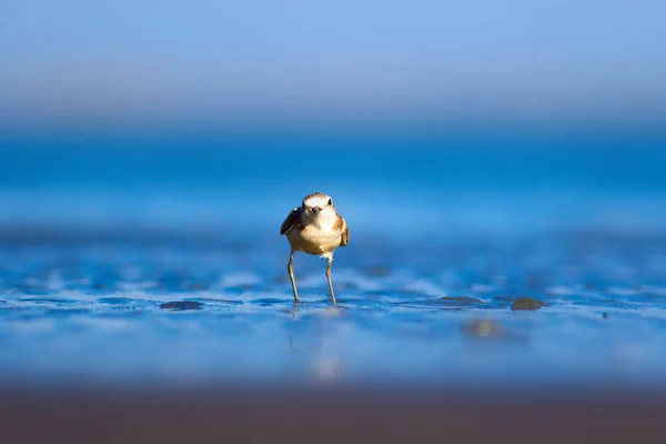 かわいい水の鳥 自然を背景に 一般的な水の鳥 Kentish Plover チャラドリウス アレクサンドリヌス — ストック写真