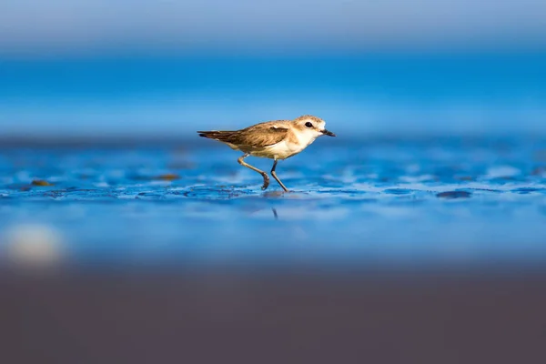 Lindo Pajarito Fondo Naturaleza Aves Acuáticas Comunes Kentish Plover Charadrius — Foto de Stock