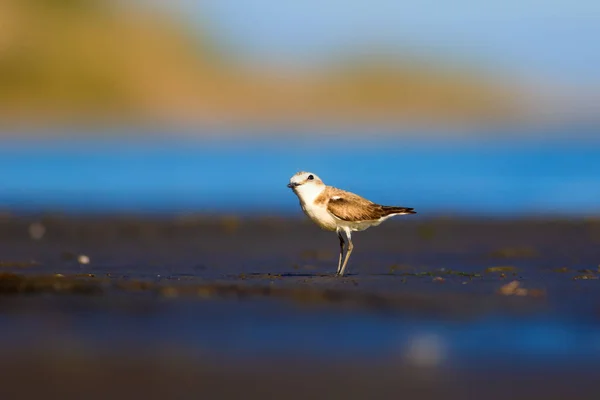 Маленький Водяний Птах Походження Природи Список Викопних Птахів Kentish Plover — стокове фото