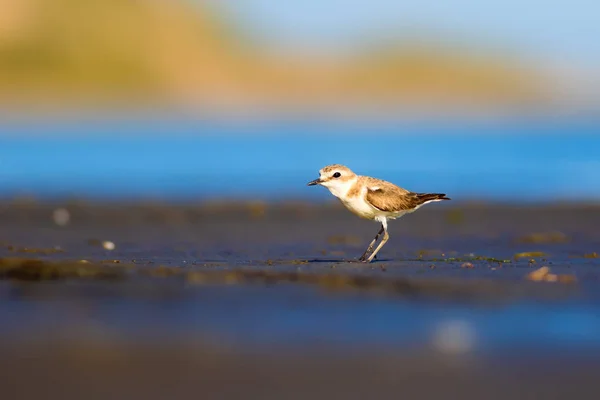 Şirin Küçük Kuşu Doğa Geçmişi Yaygın Kuşu Kentish Plover Charadrius — Stok fotoğraf