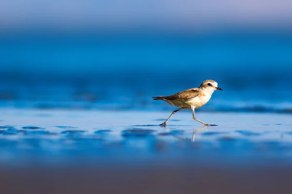 Schattig Watervogeltje Natuur Achtergrond Gewone Watervogel Kentish Plover Karadrius Alexandrinus — Stockfoto